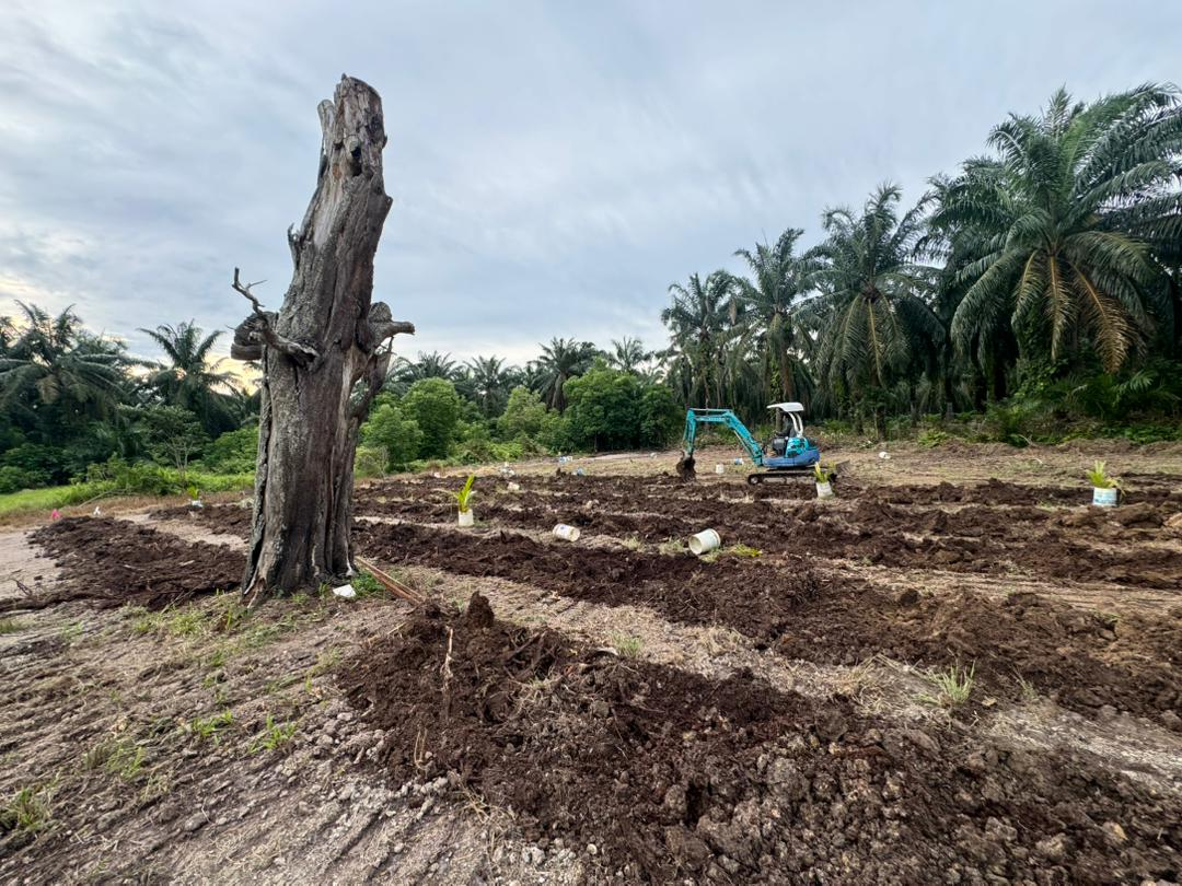 Our farm in Malaysia